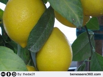 Limone: proprietà, benefici, calorie, valori nutrizionali e  controindicazioni