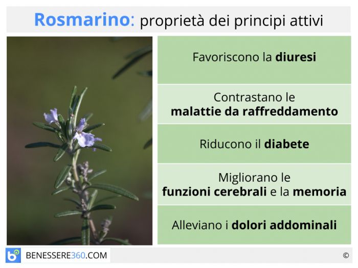 Olio Essenziale di Rosmarino: Usi e Proprietà. –